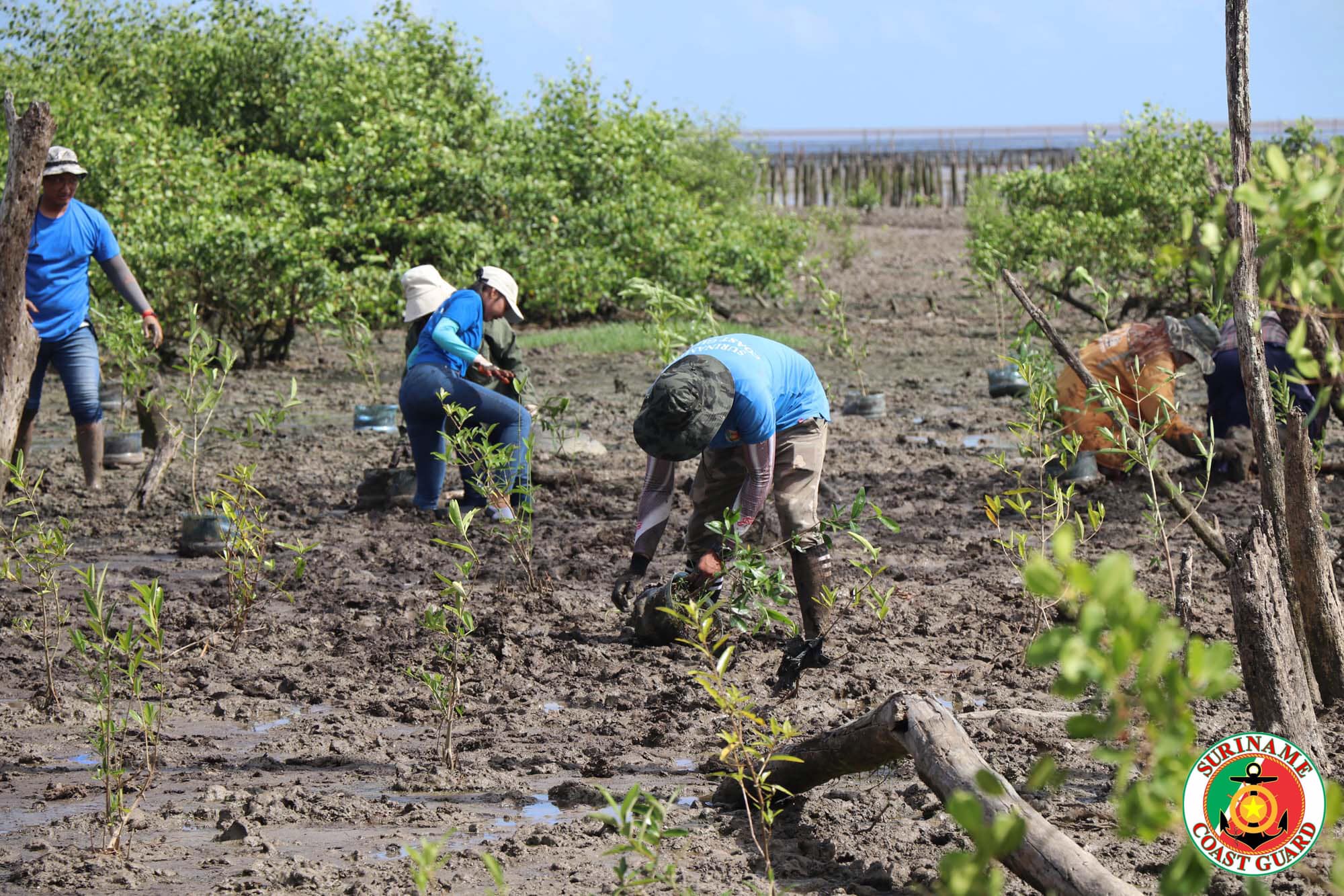 Kustwacht ondersteunt Mangrove aanplant