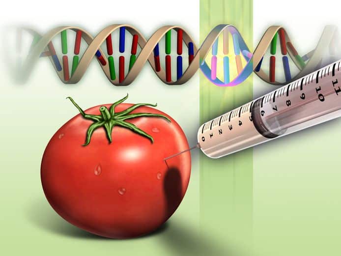 gemodificeerd voedels genetisch