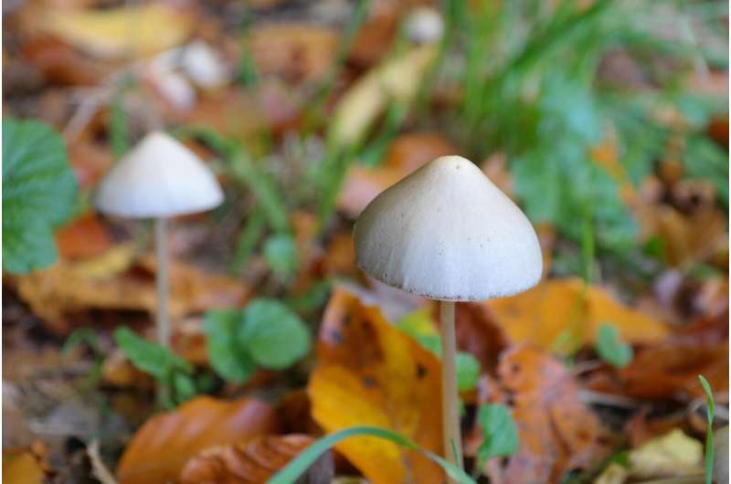 Olie- en gastrainers schieten als paddenstoelen uit de grond in Suriname