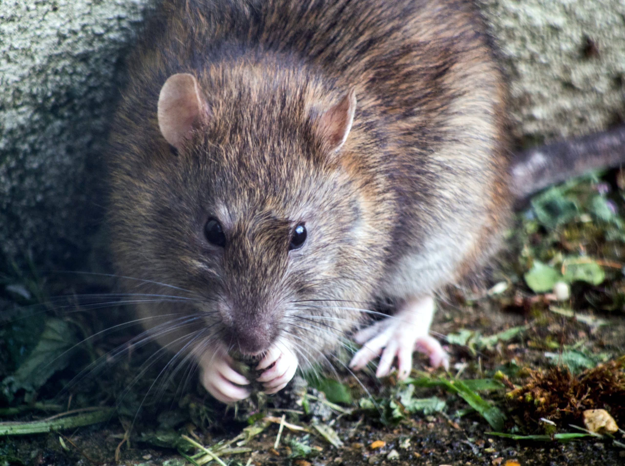 Mogelijk compensatie voor boeren getroffen door rattenplaag