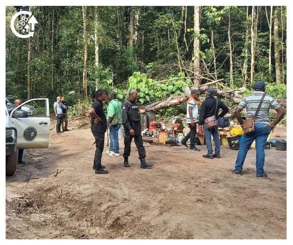 Illegale Houtkap in Copie Natuurreservaat stopgezet, 8 verdachten aangehouden