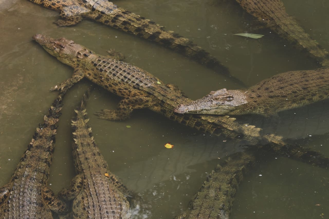 Jongen springt in water met honderden krokodillen