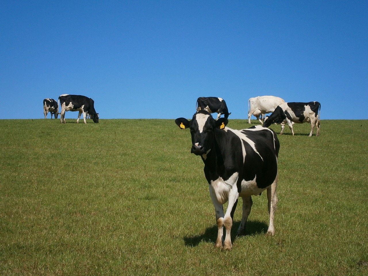 Suriname niet in staat melk voor eigen volk te produceren ondanks overvloed aan vruchtbare grond