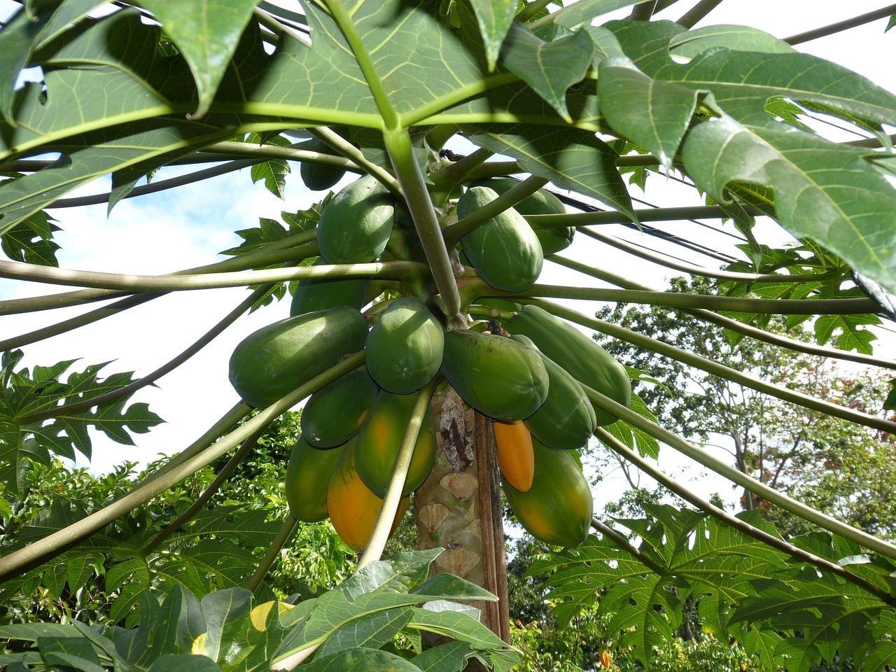 Lokale productie Suriname stimuleren voor een gunstigere wisselkoers