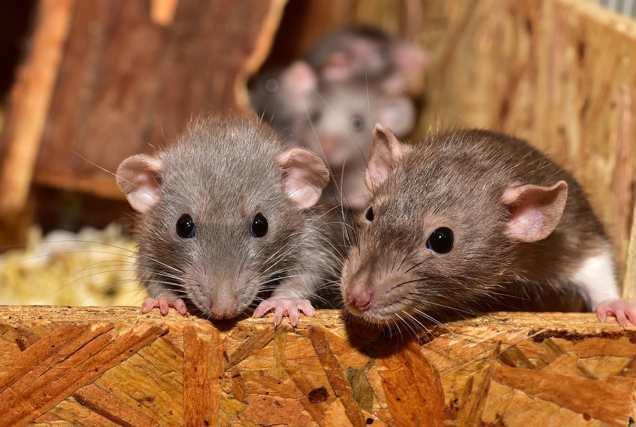 Surinaamse Nederlander: in mijn geboorteland liepen ratten over onze voeten in de bioscoop