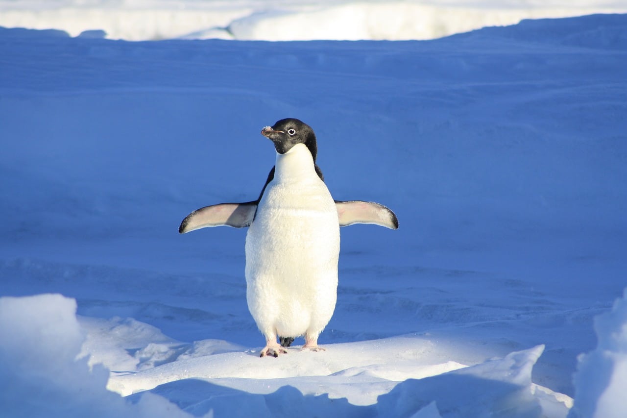 Poep van pinguïns kan aarde redden