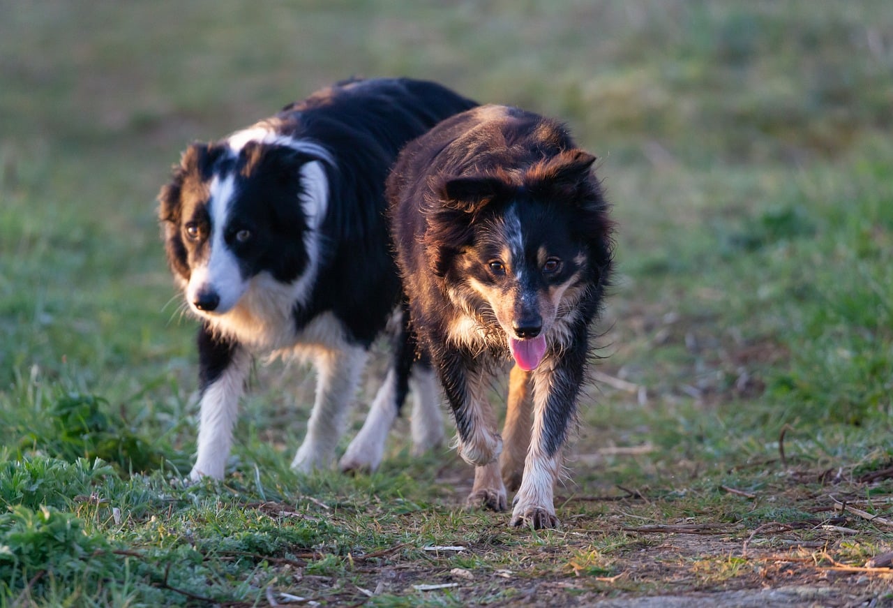 Twee dierenbeulen die emmer water gooiden op parende honden moeten de bak in