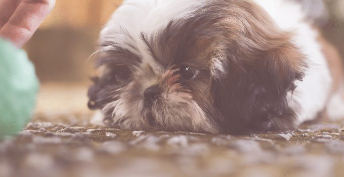 Hondje wordt geslagen en gewurgd door medewerkers tijdens bad- en trimbeurt, dier sterft