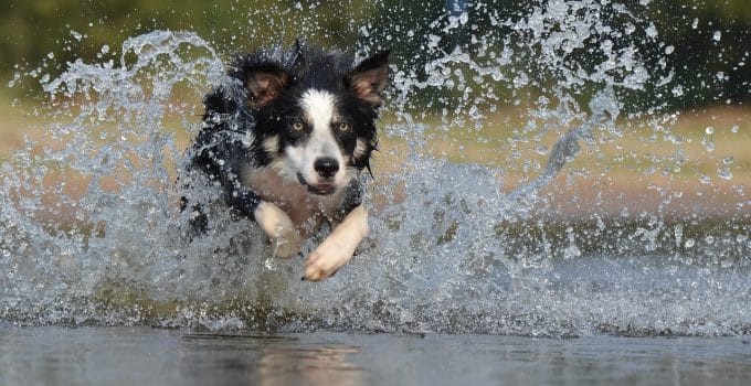 Gebruik van pepperspray tegen honden is illegaal in Suriname, maar ook in Nederland