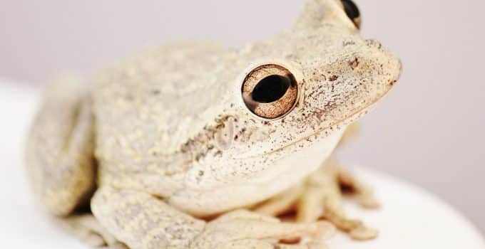 De fascinatie voor het houden van grote kikkers in de Surinaamse slaapkamers