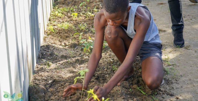 LVV voorziet Keenswijk woonproject van plantmateriaal