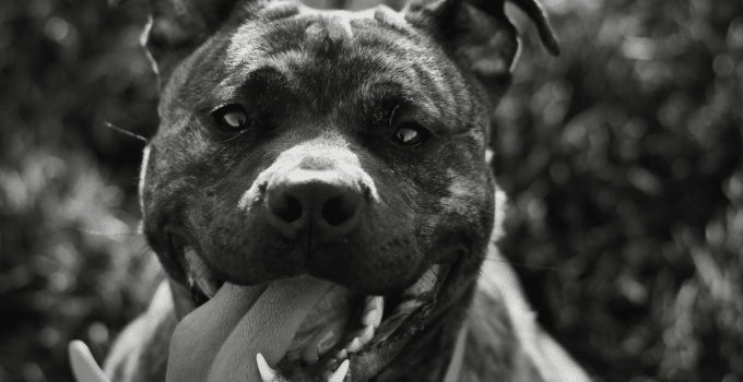 Opnieuw drama met pitbulls: Babymeisje(1) uit elkaar gescheurd door twee honden en sterft