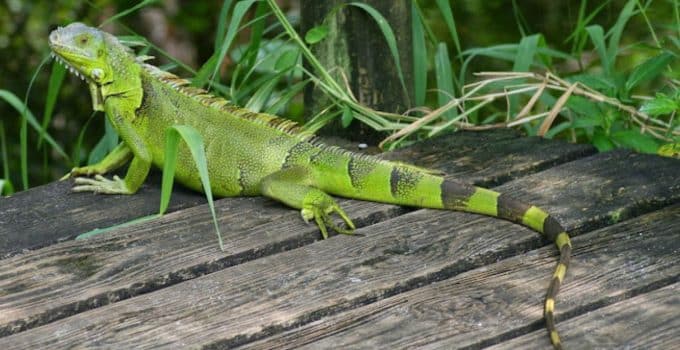 Leguaan jachtseizoen in Suriname afgesloten: dierenactivisten roepen op tot herziening