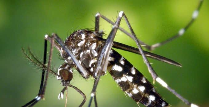 Surinaamse overheid waarschuwt voor impact menselijk handelen op muggenplaag