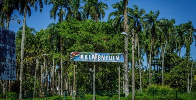 52 oude en verziekte bomen worden verwijderd uit de Palmentuin