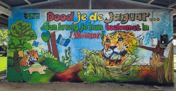 Behoud van connectiviteit cruciaal voor gezonde jaguar populaties in Suriname