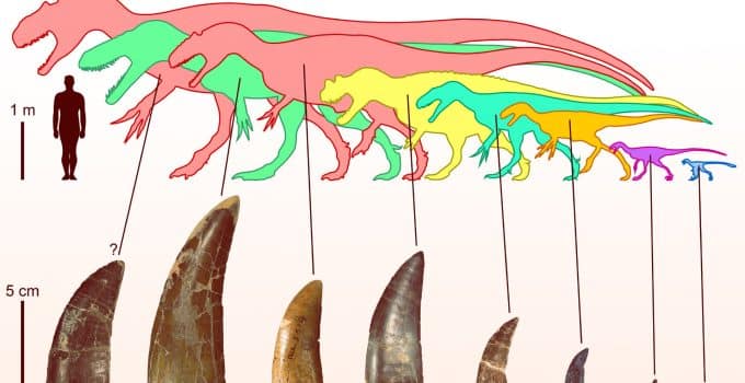 Baanbrekende studie onthult eetgewoonten van 200 miljoen jaar oude dinosaurussen