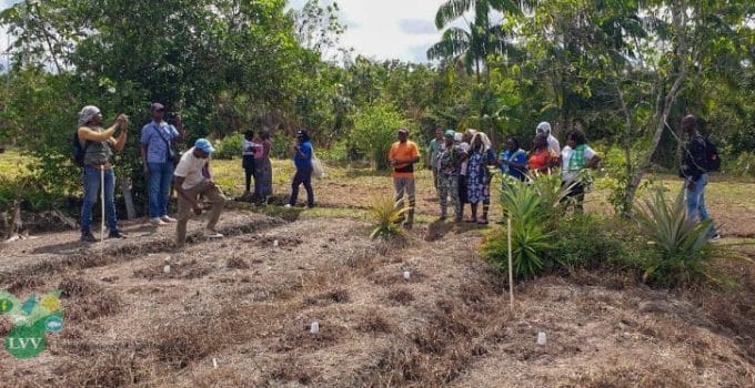 Landbouwers Brokopondo en Marowijne wisselen kennis uit