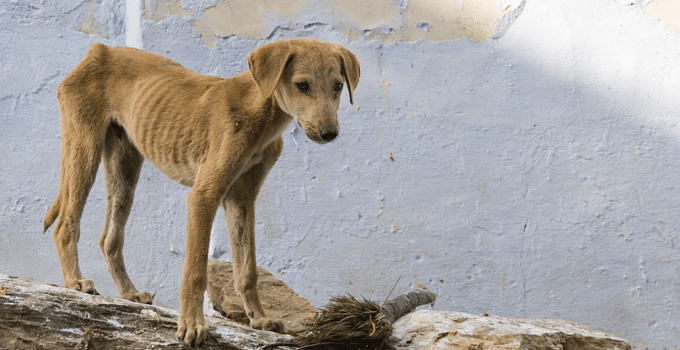 Nederlandse jongedame breekt in tranen uit na zien uitgemergelde straathonden in Suriname