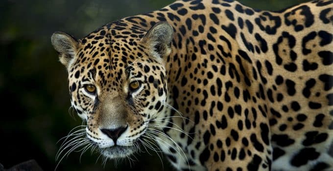 Jaguars vormen bedreiging voor veiligheid van gemeenschappen in het Surinaamse binnenland