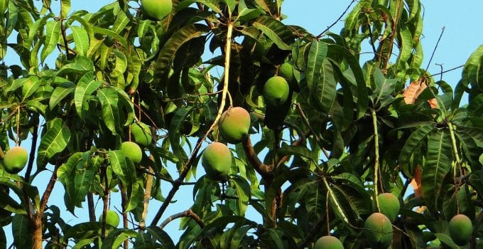 Toename van fruitdiefstal door kinderen baart zorgen in district Para