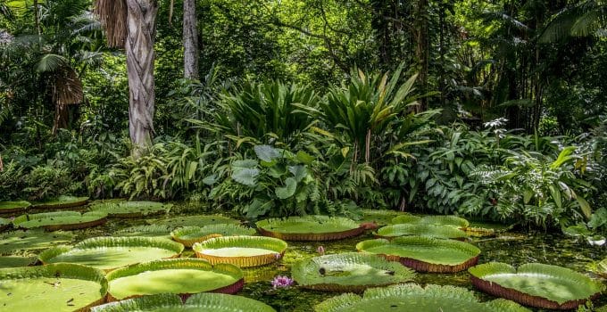 Inheemse gemeenschappen spelen een belangrijke rol bij het behoud van biodiversiteit