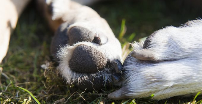 Verslaafde valt honden aan met kapmes