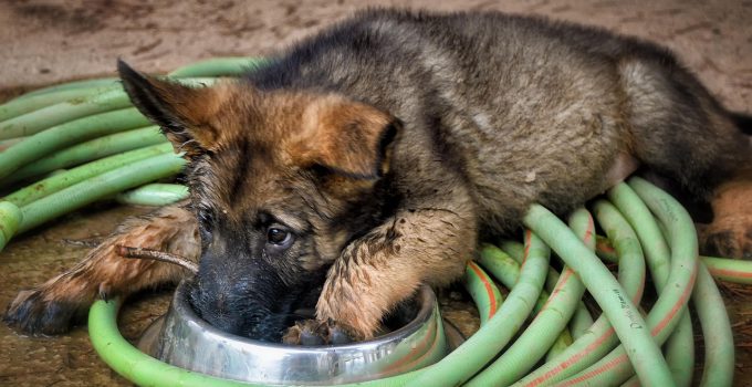 Surinaamse hondenfokker vraagt hoger bedrag voor herdershonden dan in Nederland