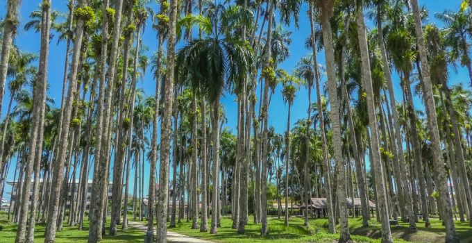 Palmentuin in Paramaribo kan liever plat gemaaid worden, adviseert waarnemer uit Nederland