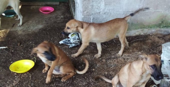 Zinkhokken en extreme hitte in Suriname, een gevaarlijke combinatie voor honden