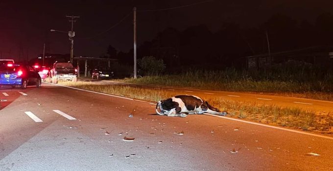 Automobilist rijdt koe dood aan de Martin Luther Kingweg