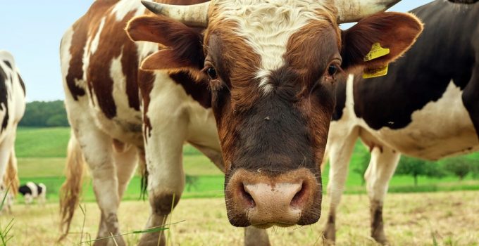 Legendarisch verhaal in Nederland van Surinaamse zakenman die stier bewusteloos sloeg ontkracht