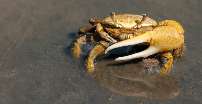 Bewoners van Drietabbetje bezorgd over dode krabben in de rivier