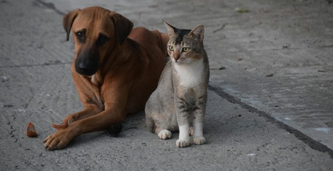 Werelddierendag