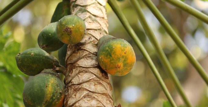 papaya boom