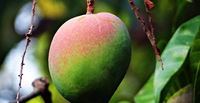 Landbouwers Saramacca melden minder smakelijk fruit door klimaatstress