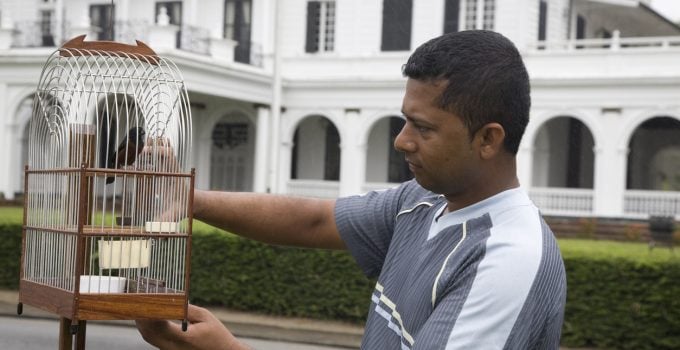 suriname plein paramaribo vogels