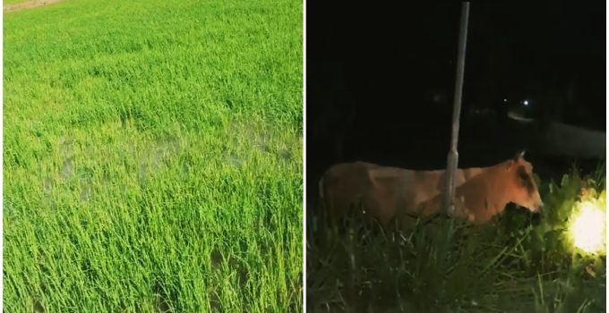 Padieboeren in Clara Polder lijden onder schade door loslopende koeien