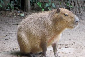 capibara