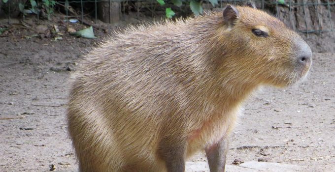 Onrust in Suriname over mogelijk gebruik van capibara vlees in eethuizen