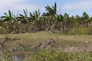 tourtonne bos bananen aanplant suriname paramaribo perceel