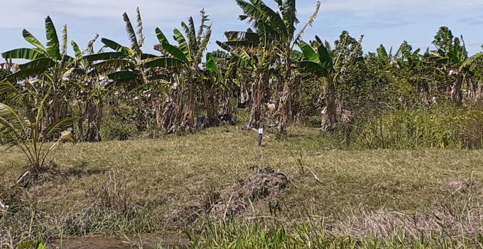 Vruchtbaarheid van gronden Saramacca en Paramaribo blijkt gelijkwaardiger dan gedacht