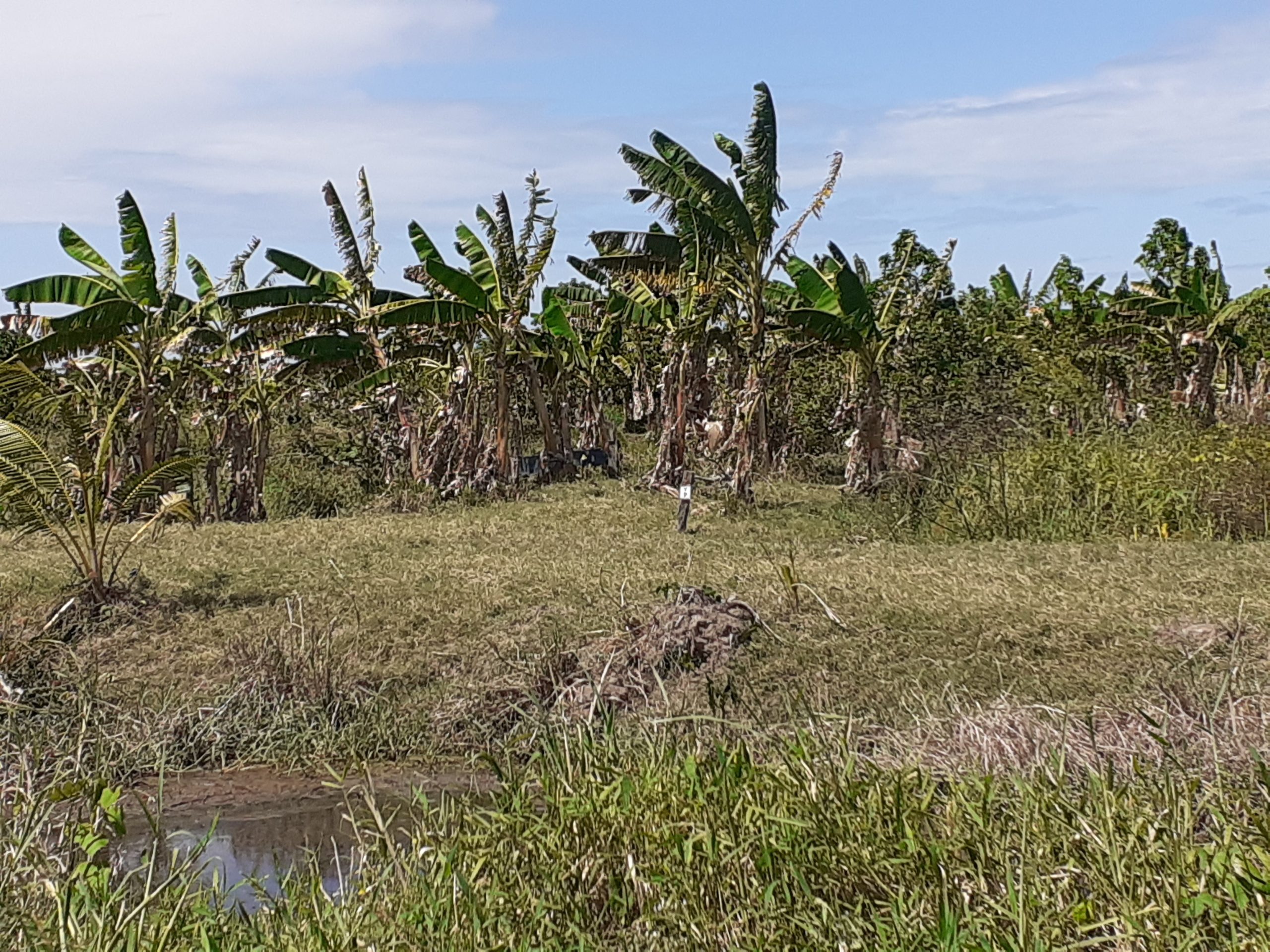 tourtonne bos bananen aanplant suriname paramaribo perceel