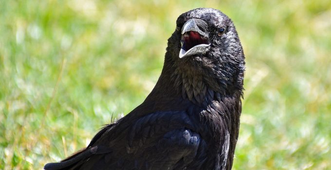 Mysterie rond honderden zwarte vogels bij gerechtsgebouw Paramaribo