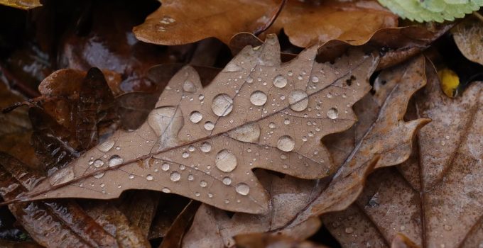 Bladeren regen druppels