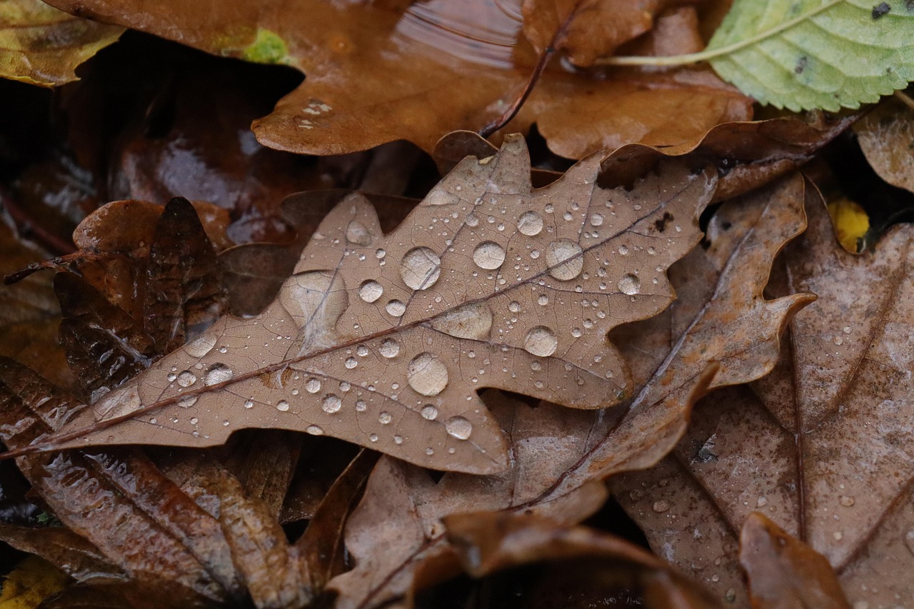 Bladeren regen druppels