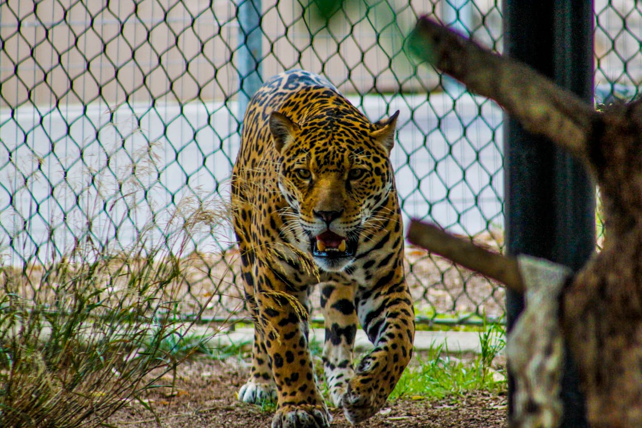 jaguar